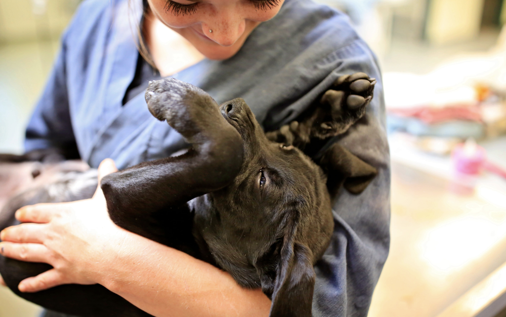 vet tech holding a puppy in arms