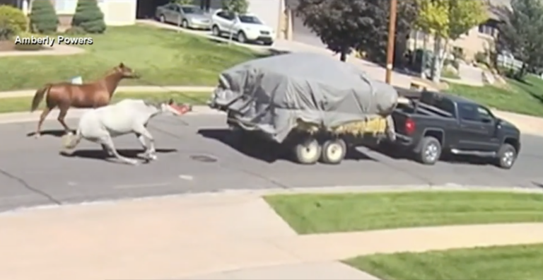 horse being dragged behind pickup