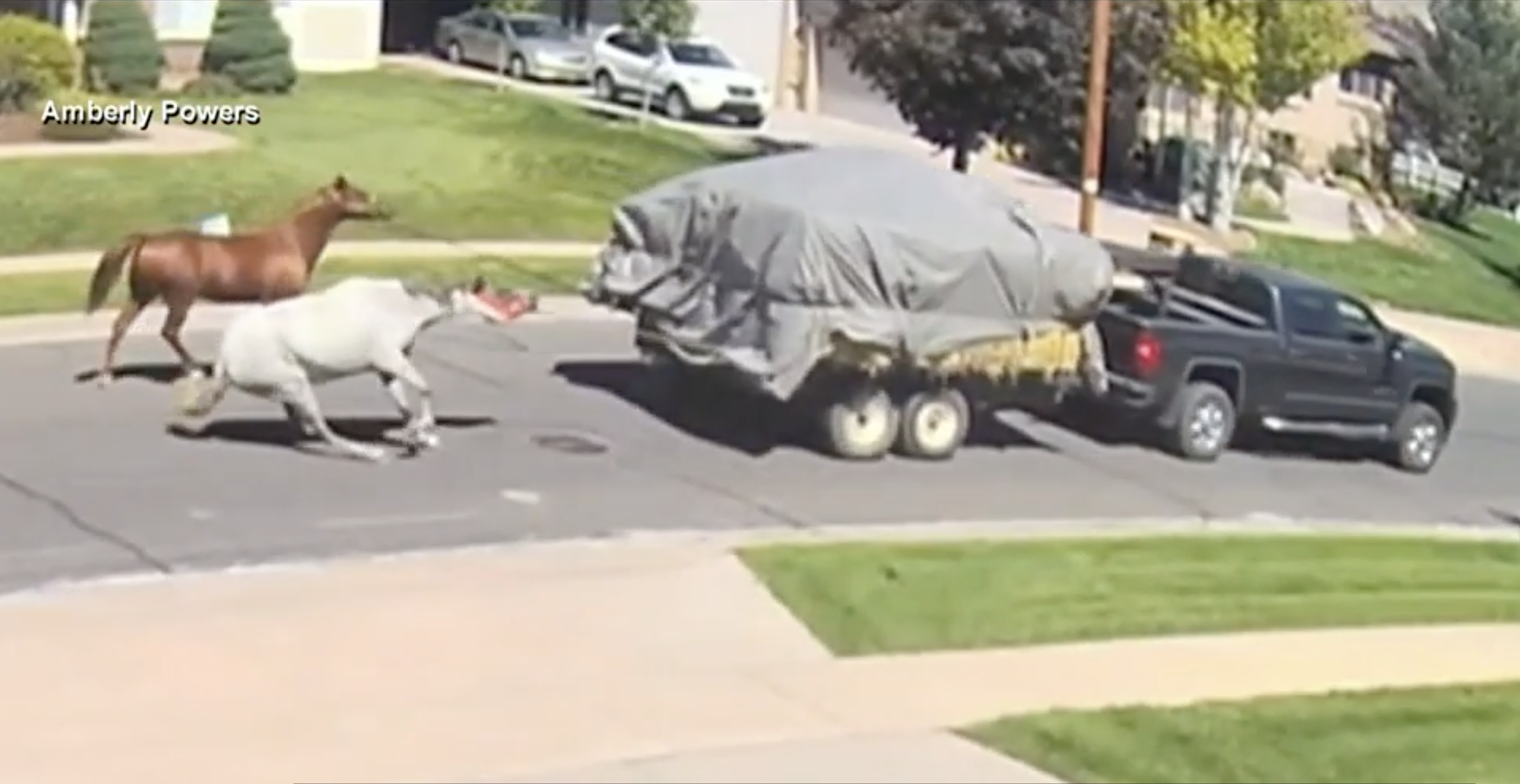 Humane Society of Utah Asks for Justice for Tethered Horses Dragged by Pickup Truck Driver
