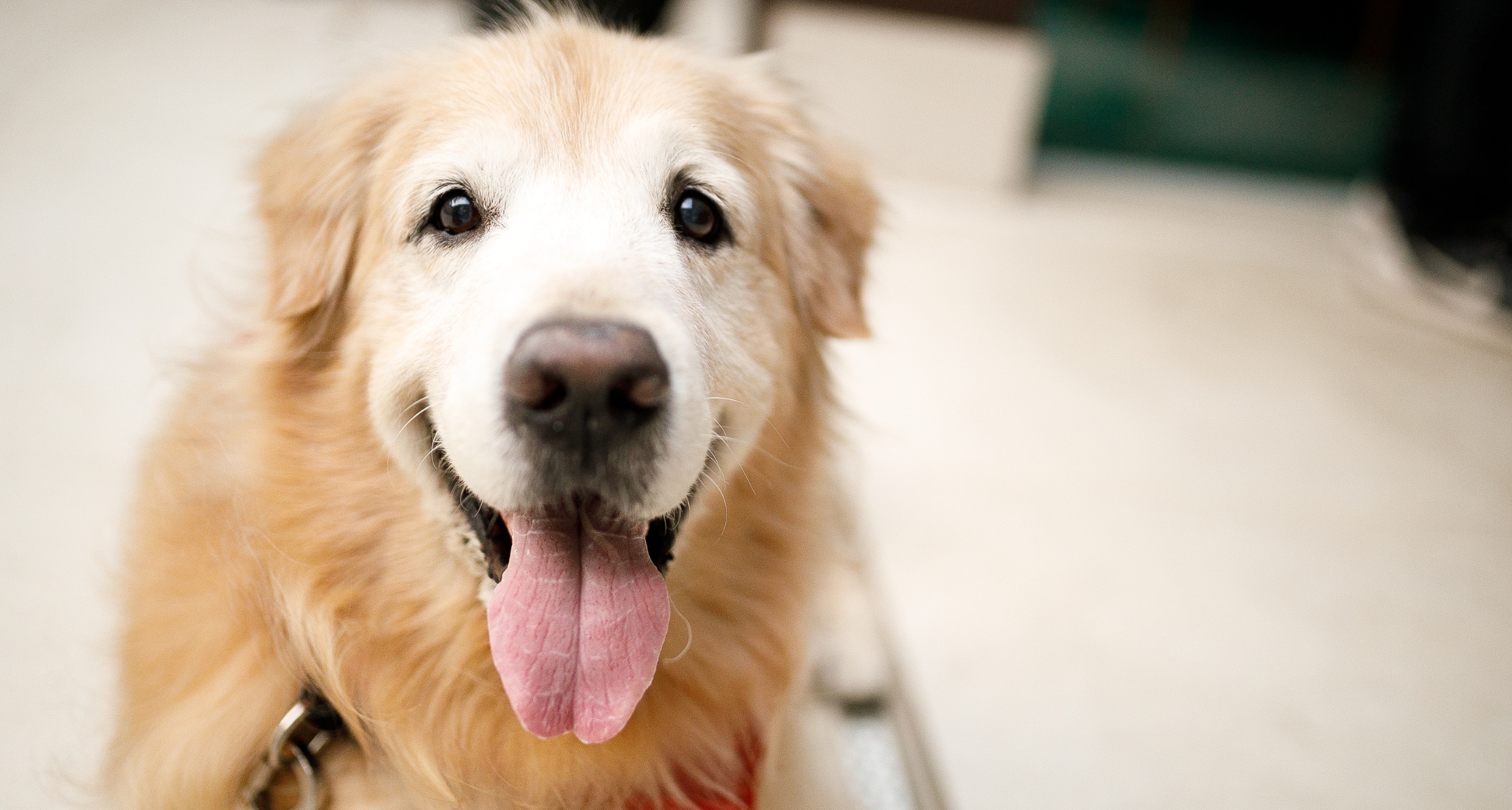 Gray of Face, Full of Heart: Adopt a Senior Pet