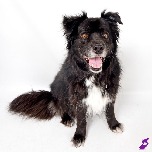 Adoptable senior pet Koa the black and white dogs poses in a studio with a happy open mouth smile. 