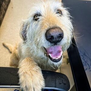 Simba, the doodle dog sits on the floor looking up with his paw on the office chair arm.