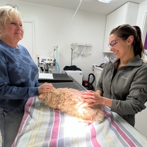 Two women stand over an injured cat on an exam table at the St. George Clinic.