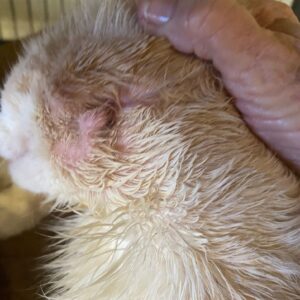 Side of injured cat's face before surgery.