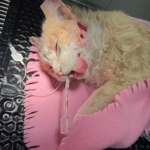 Mango right after surgery with two large wounds on the side of his face.  