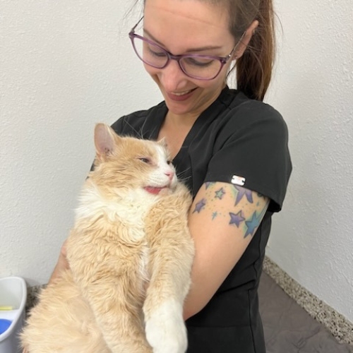 Dr. Gray hold Mango while he wakes up from surgery. 