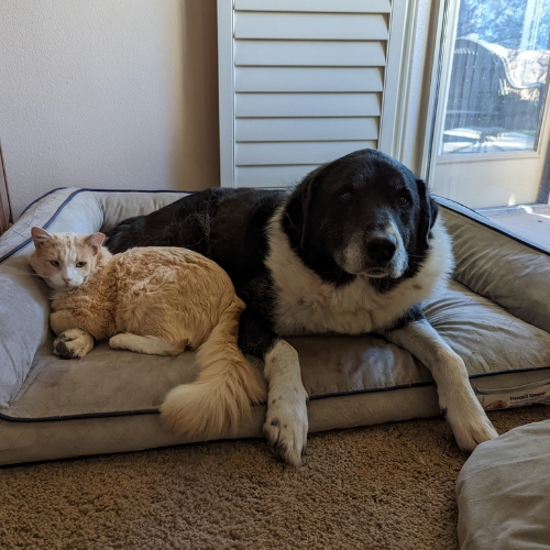 Mango in his adopted home sitting next to a black and white dog on the dog bed. 