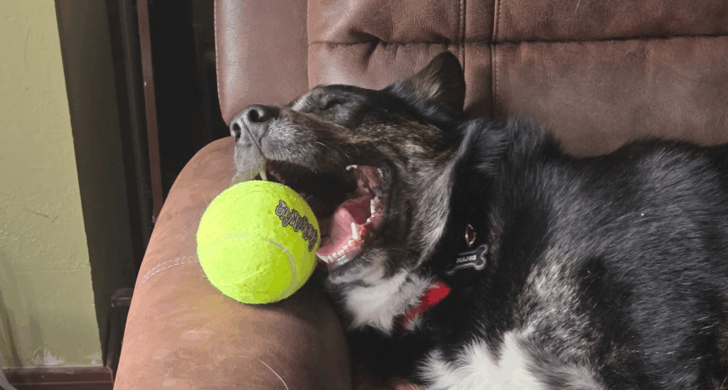 Major, an adopted dog and one of the Humane Society of Utah's success stories from 2025, falls asleep with a tennis ball in his mouth in his adoptive home.