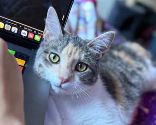 Teenage kitten Mila rests her chin on her human's laptop. In her success story, her guardian mentioned that she now rules the house!