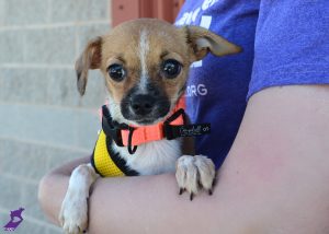 animal hoarding in utah