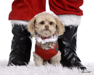 Picture your Pet with Santa Weekend 1