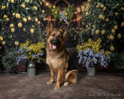 Summer Pet Portraits by The Photo Box