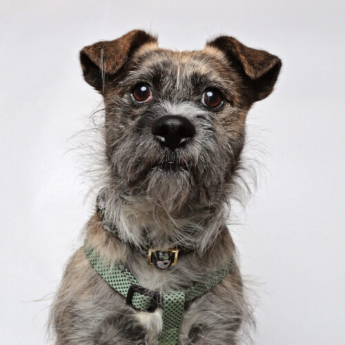 Pug Shih Tzu Mix
