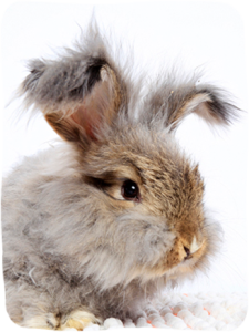 long haired rabbit