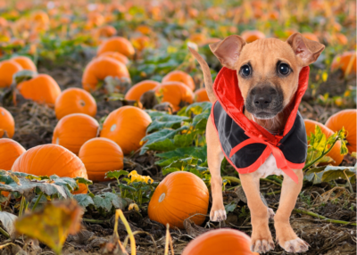 Farmer's Market Pet Costume Contest