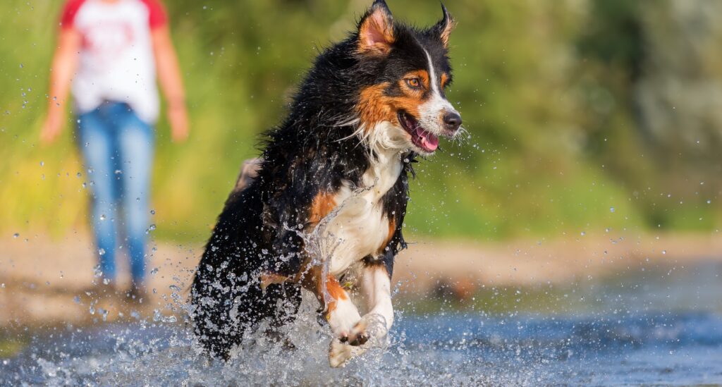 Black tricolor dogs jumps through a stream with water splashing around them. Human stands in distant background surrounded by trees. 