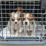 Brown and white puppies in a crate