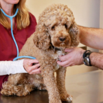 Why Annual Pet Wellness Exams Matter