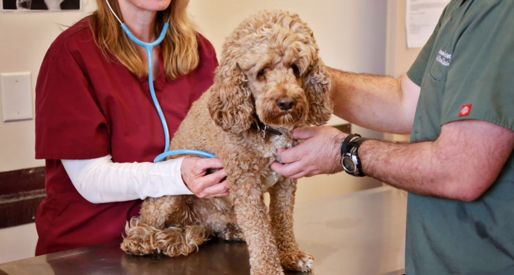 Why Annual Pet Wellness Exams Matter