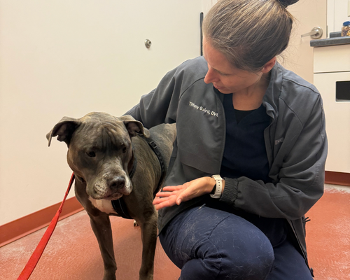 Dr. Tiffany Baird, the Humane Society of Utah's medical director, conducts an annual pet wellness exam on a cute dog.