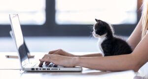 Typing at a laptop with small kitten