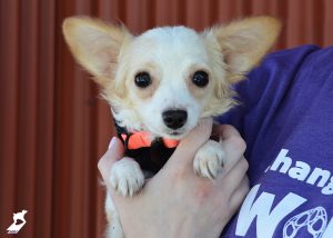 animal hoarding in utah