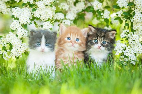 What to do if you find kittens outdoors