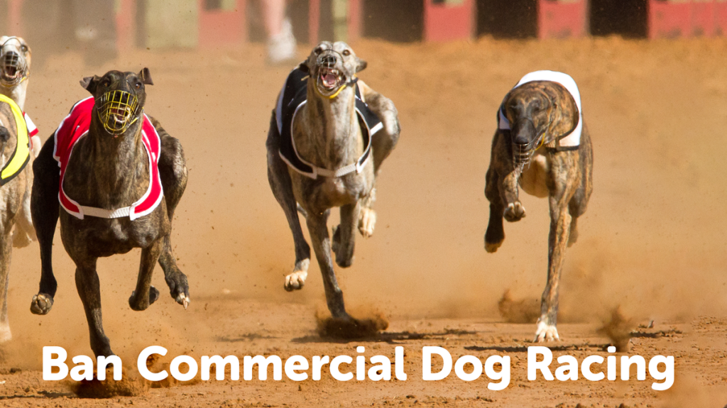 greyhound racing