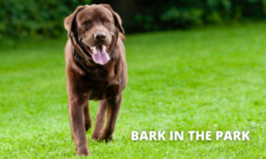 bark in the park