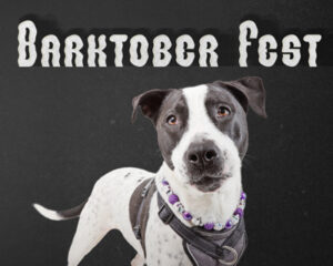 barktober fest design