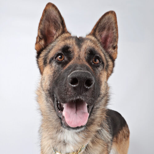 german shepherd