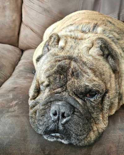 Bernie the brindle bulldog mix sleeps on a couch in his adoptive home.