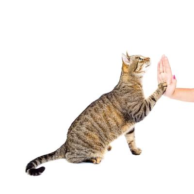 Tabby cats give woman's hand high five during training session.
