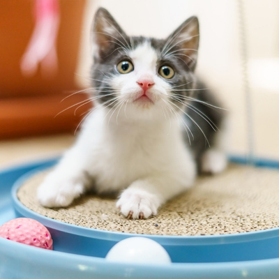 Gray and white kitten lays on cat toy.