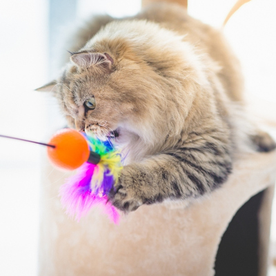 Fluffy cat sits on cat tower while reaching out and pawing at feather cat toy.