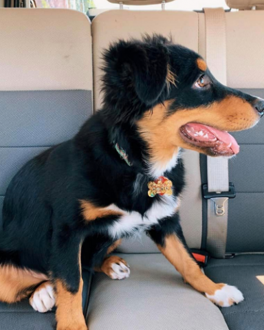 Pets in Hot Cars in Utah