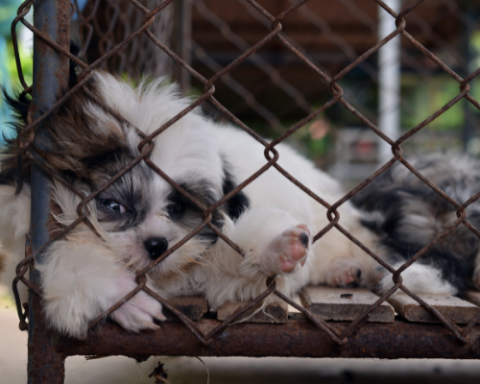 puppy mill dog in a cage