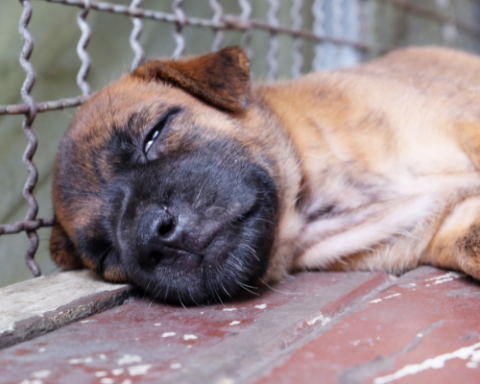 puppy mill puppy in a cage