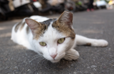 cat with his ear tipped