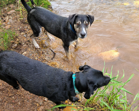 Butch on a shore with another dog