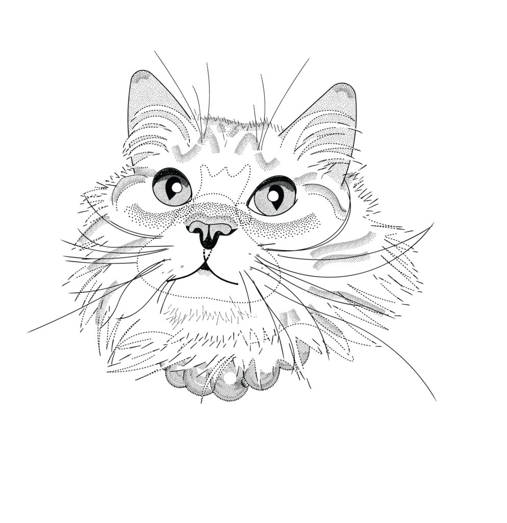 cat drawing