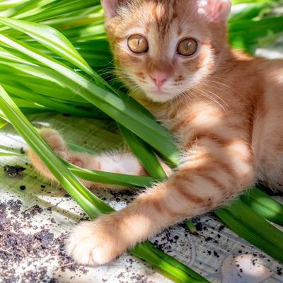A orange tabby kitten plays with safe houseplant for cats on the sunlight floor.