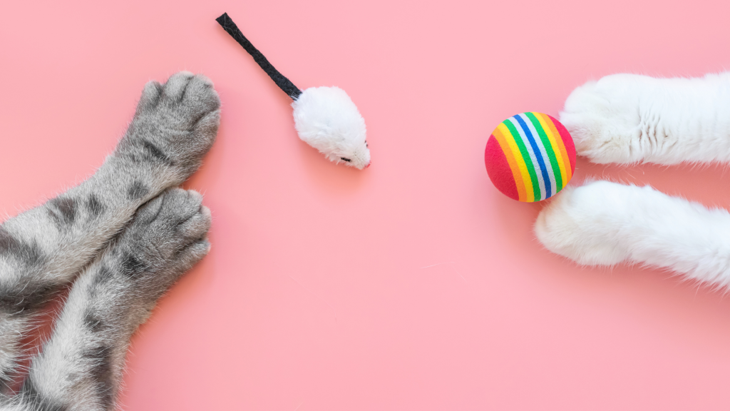 grey cat legs and paws laying on a pink background next to a mouse toy on the right. On the left side are white cat paws with a rainbow ball toy. 