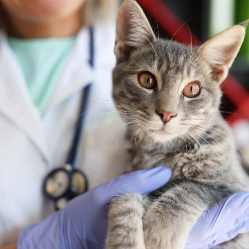 Gray cat with yellow eyes is held in vet's arms during a check up.