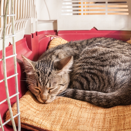 Brown tabby cat sleeps in carrier in a home while preparing to travel.