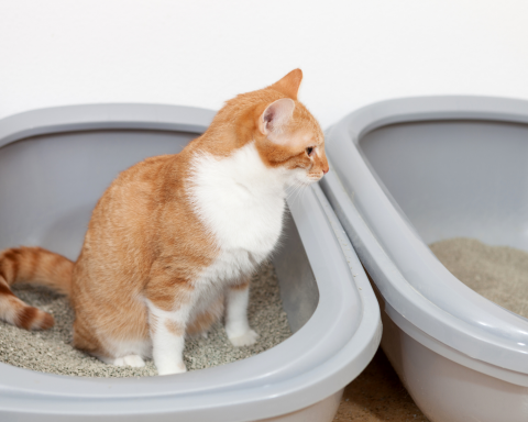 Cat in a litter box