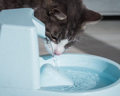 cat drinking out of a fountain