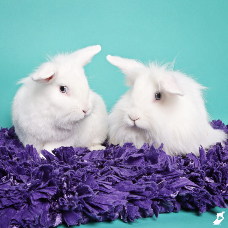 white rabbits with floppy ears on a teal background and purple rug