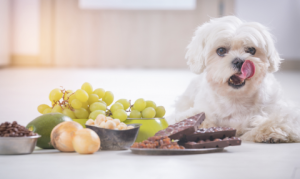 dog with toxic food