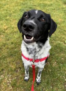 Doggy Day Out Participant
